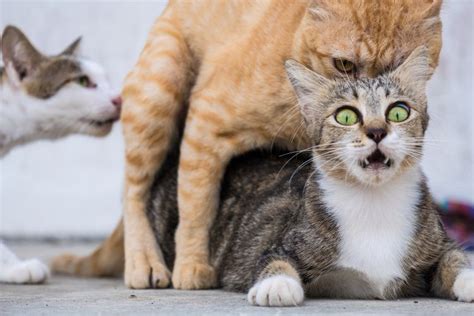 Kodal kucing kawin KODAL 3D Kode Alam Diikuti Anak Kucing + Tafsir Mimpi Get link; Facebook; Twitter